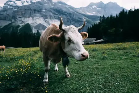 Début des excursions en Suisse : Achat de vignette